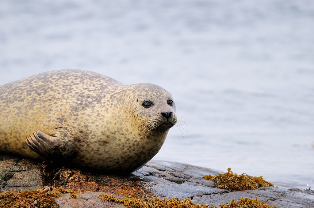 East-west divide in how Scots harbour seals survive - Scottish Field