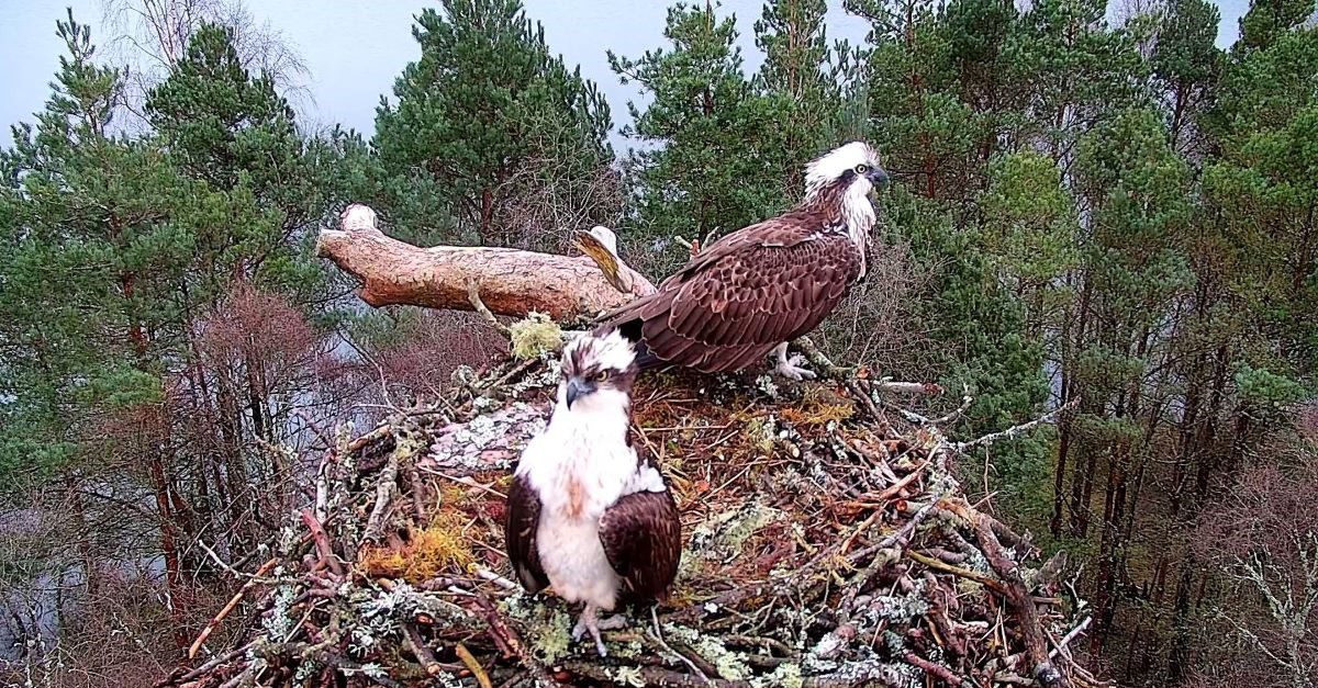 Love birds: Osprey couple reunite at Perthshire wildlife reserve for ...