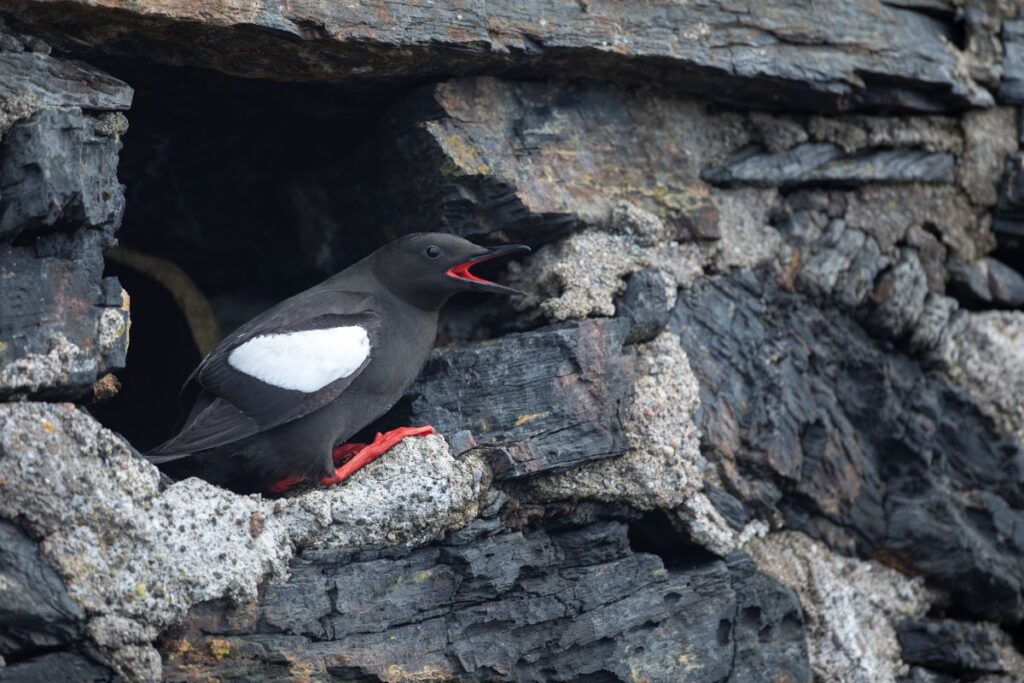 Black guillemot. Credit: Ben Andrew