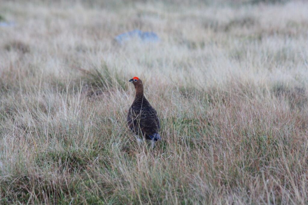 Grouse (1)