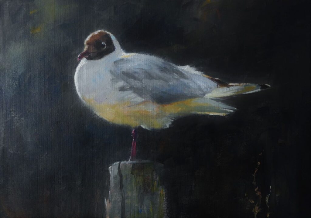 Tim Wootton, Black headed gull. 