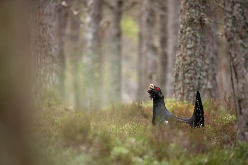 Capercaillie - Cairngorms National Park Authority