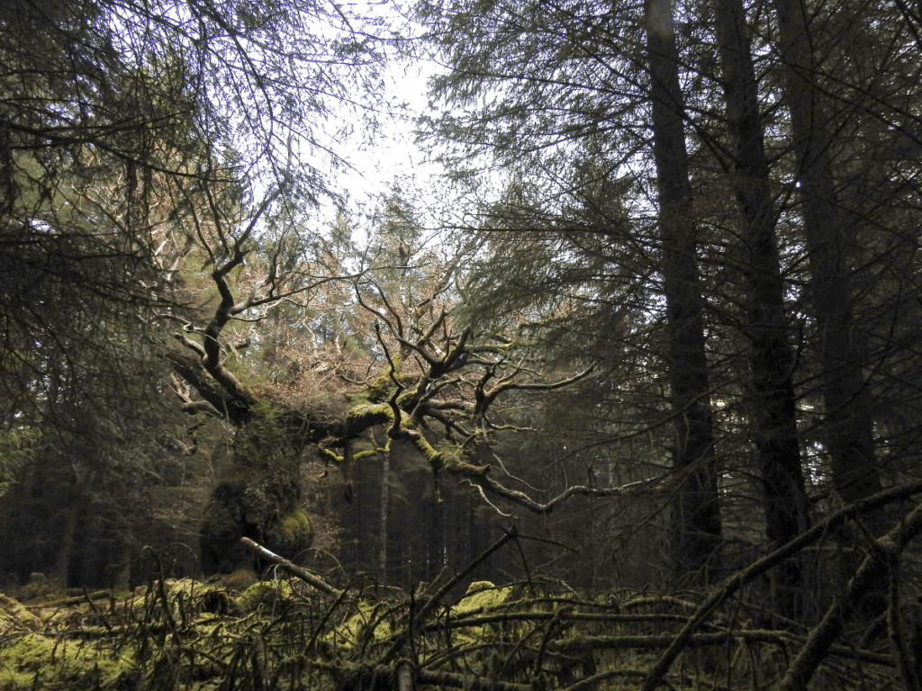 Skipinnish Oak. Credit: Gus Routledge