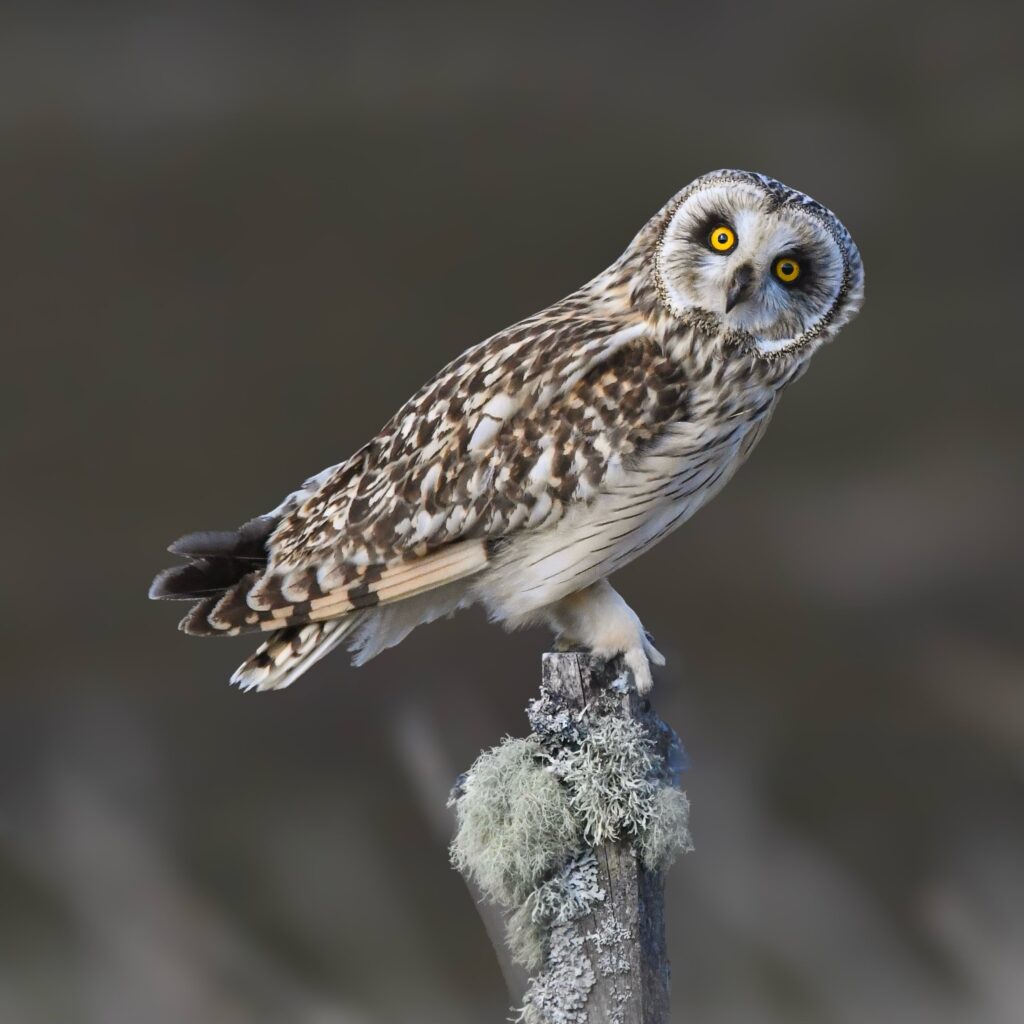 Shirt eared owl posing perfectly in Glen Quaich.
