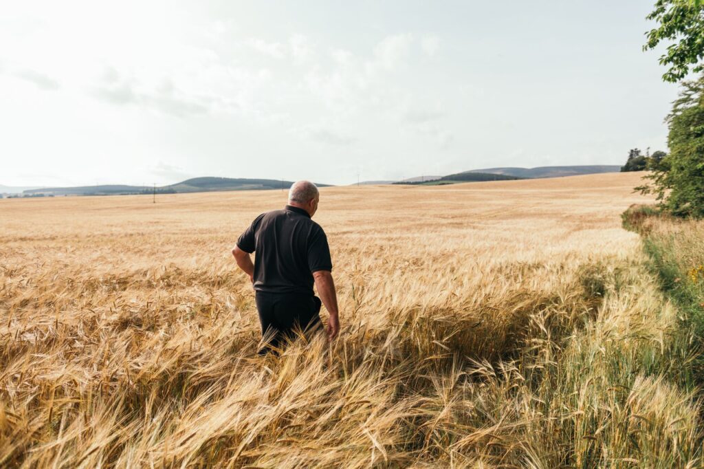 Large-Stewart Barley pic