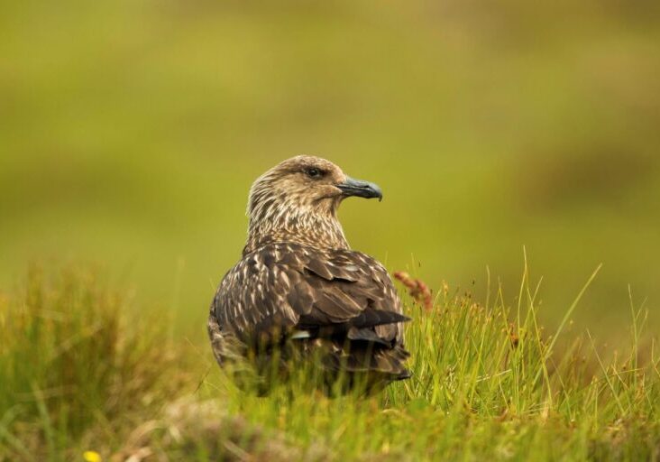 Great Skua. Credit: Louise Greenhorn