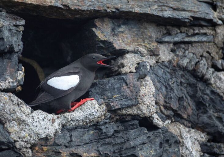 Black guillemot. Credit: Ben Andrew