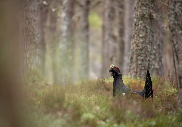 Capercaillie - Cairngorms National Park Authority