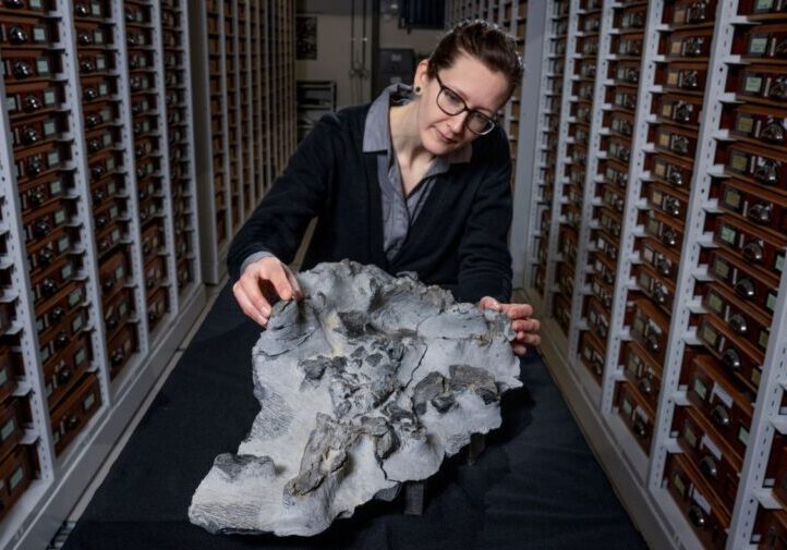 Dr Elsa Panciroli with the Elgol dinosaur fossil. Credit Neil Hanna 