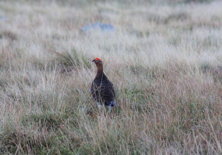 Grouse (1)