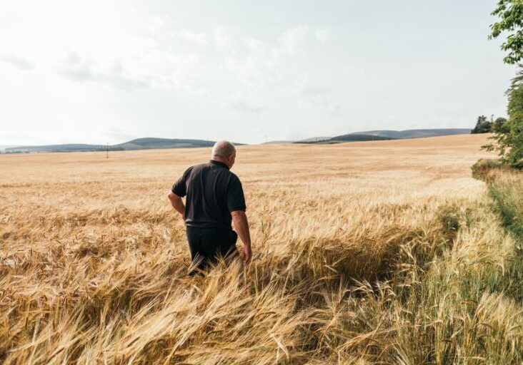 Large-Stewart Barley pic