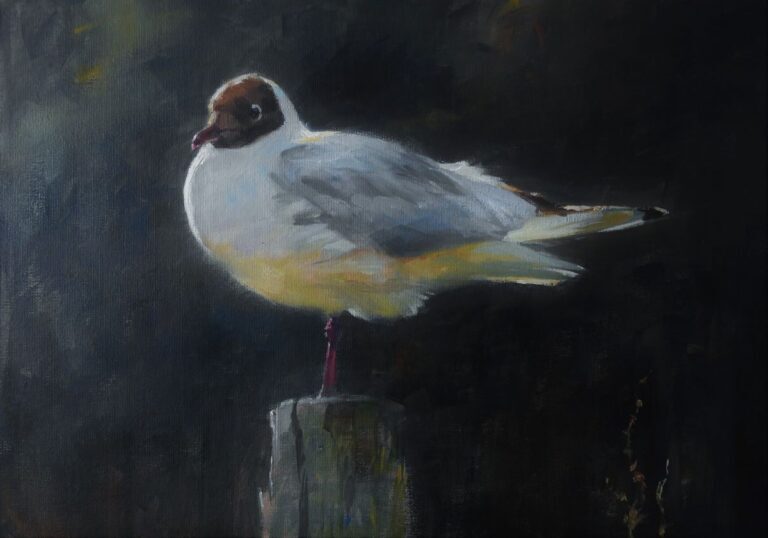 Tim Wootton, Black headed gull. 