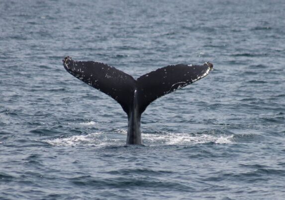 Barrett the whale. Credit: Hannah Lightley, Hebrides Cruises Wildlife Guide.