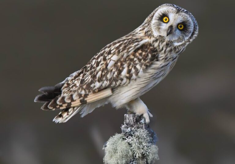 Shirt eared owl posing perfectly in Glen Quaich.
